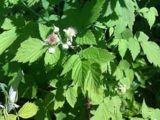 Листя і ягоди малини: корисні властивості, протипоказання, застосування чорної і жовтої малини, чай з листя