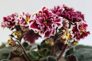 25 фото найбільш красивих і яскравих представниць ніжних фіалок