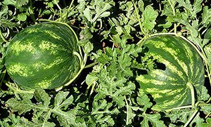 Сорти кавунів для Сибіру — особливості посадки і вирощування