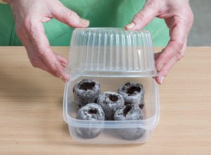 Ешшольція: опис та фото рослини, особливості посадки і догляду