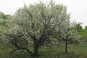 Груша Усурійська: відмітні особливості груші дички і культурного дерева