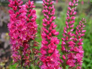 Ніжний квітка Вероніка у вашому саду: різноманітність сортів з описом і барвистими фотографіями