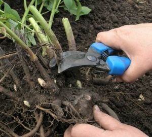 Грунтопокривні багаторічні садові квіти: фото та назви рослин, поради по догляду