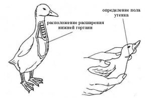 Як відрізнити вигадку від селезня — 5 способів