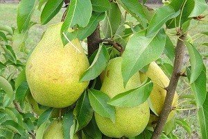 Груша колоновидна: характеристики плодів найпоширеніших сортів