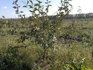 Опис сорту черешні з красивою назвою Джерело: вибір саджанців та їх посадка