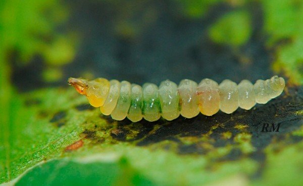 Мінуюча міль: представляємо портрети шкідників