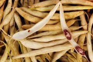 Червона квасоля: корисні властивості рослини і рецепти народної медицини