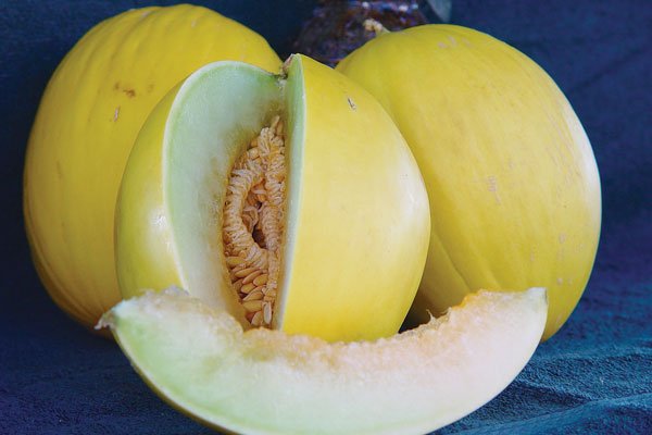 Кращі сорти динь для вирощування на Уралі: огляд, посадка і догляд за баштанними в холодному регіоні