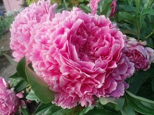 Потрібно обрізати багаторічні квіти на зиму: рекомендації по догляду, фото і відео