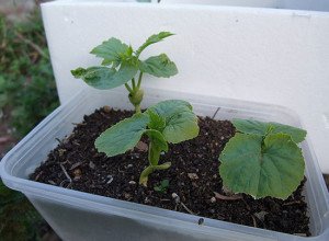 Технологія вирощування дині Амал: опис сорту, способи посадки, фото і відео інструкція