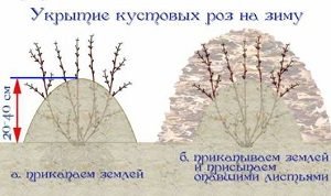 Осінній догляд за садовими трояндами: правила підживлення та укриття кущів на зиму