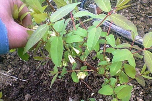 Сорт жимолості Бакчарский велетень: опис з фото і поради по догляду