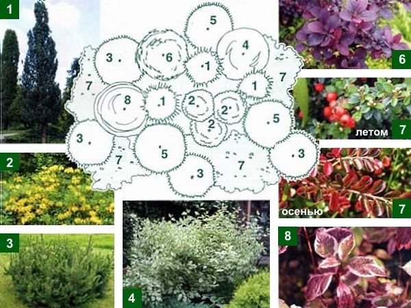 Міксбордер з багаторічників: принципи пристрою, схеми та назви рослин, покрокова відеоінструкція