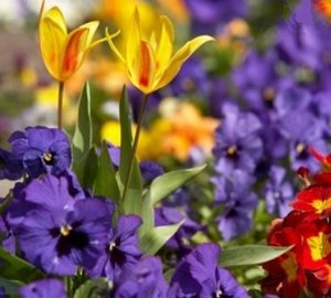 Як створити квітник безперервного цвітіння з багаторічників: схеми, покрокова інструкція, фото і відео