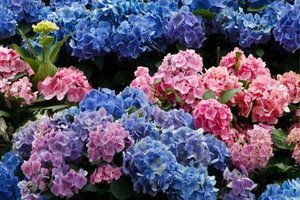 Чому не цвіте гортензія: поради та відеоінструкція по правильному догляду за рослиною