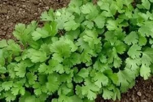 Вирощування з насіння петрушки: особливості посадки і догляду у відкритому грунті і домашніх умовах