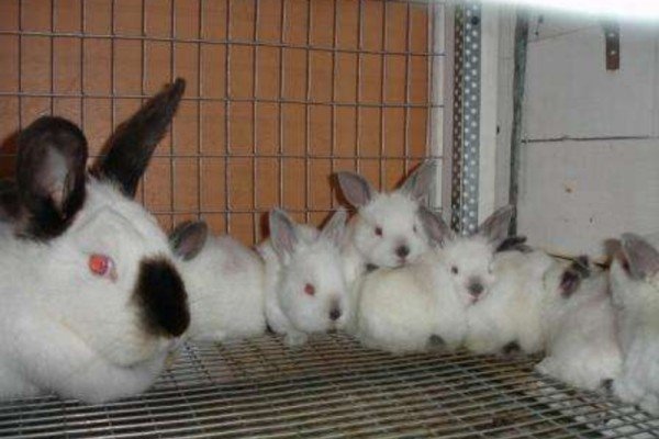 Особливості вирощування кролів мясних порід: інвентар, годування, розмноження і відеоінструкція