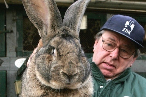 Особливості вирощування кролів мясних порід: інвентар, годування, розмноження і відеоінструкція