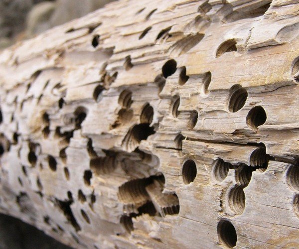 Шашіль: методи боротьби і профілактика