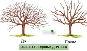 Як правильно обрізати черешню навесні: схема обрізки та її види