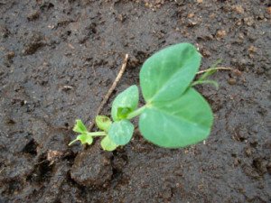 Як посадити горох в городі: види і сорти, правила посадки та догляду, фото