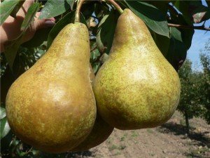 Сорт груші Бере Рояль: опис італійської великої груші — родоначальниці морозостійких гібридів