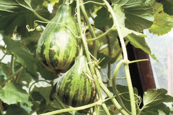 Кращі сорти динь для вирощування на Уралі: огляд, посадка і догляд за баштанними в холодному регіоні