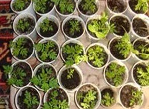 Кращі сорти динь для вирощування на Уралі: огляд, посадка і догляд за баштанними в холодному регіоні