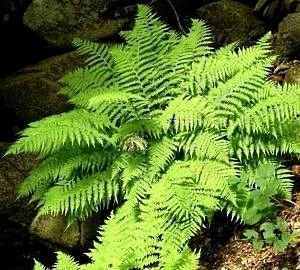 Тіньолюбні садові квіти багаторічники: фото та назви рослин, поради по догляду