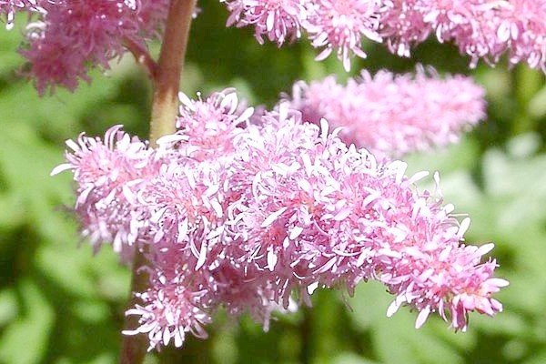 Астильба в ландшафтному дизайні саду — багатоликий чагарник для оформлення квітника