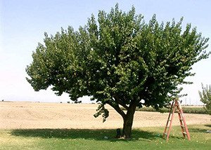 Формування крони абрикоса: особливості росту дерева і нюанси обрізки