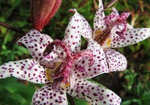 Багаторічники, квітучі восени: різновиди, особливості догляду, фото з назвами і відео