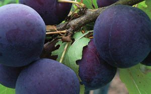 Зливу колоновидна: опис і характеристики кращих сортів