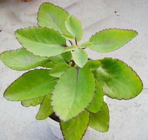 Каланхое – догляд в домашніх умовах