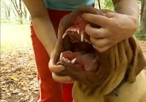 Характеристика собак породи Бордоський дог з відгуками та фото