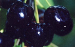 Опис привабливих для садівників сортів чорної вишні: Россошанская і Ленінградська