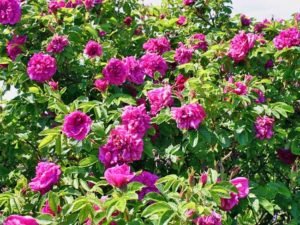 Сорти троянди Ругози: правила вирощування та особливості догляду