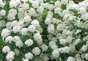 Багаторічні чагарники для саду: популярні квітучі сорти, їх особливості, назви й фото