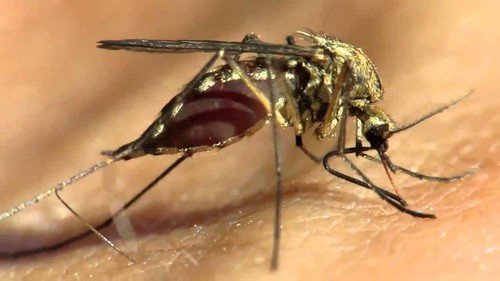 Комар – особливості існування і будови тіла