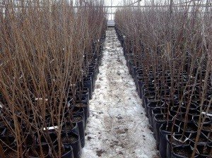 Особливості сорту вишні Надія: характеристики, правила посадки та догляду