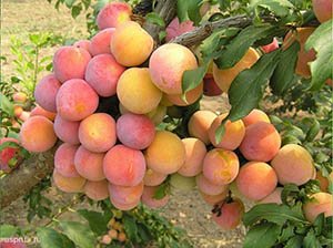 Ранньостигла китайська слива Скороплодная – сорт для екстремальних умов