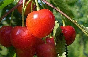 Опис сорту черешні з хорошою зимостійкістю Фатеж: умови вирощування та догляду