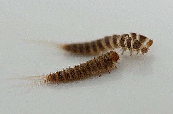 Килимовий кожеед: небезпека, де заводиться