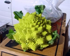 Цвітна капуста: вирощування у відкритому грунті, посадка й догляд, фото і сорти капусти