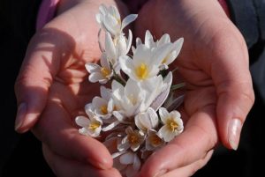Сонник Проліски в лісі: сині, білі у сні бачити до чого сняться?