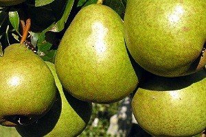 Карликова груша: особливості виведення і характеристики найбільш популярних сортів