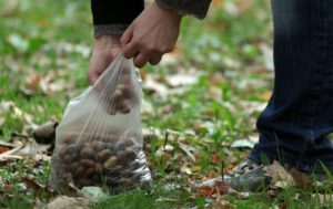 Сонник Жолуді великі збирати в сні бачити до чого сниться?