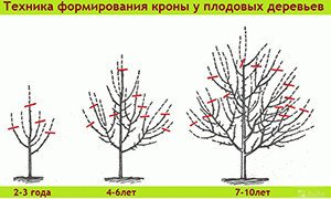 Формування крони абрикоса: особливості росту дерева і нюанси обрізки
