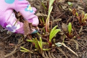 Підгодівля полуниці навесні — добрива та догляд